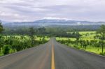 Lane Blacktop In The Forest Stock Photo