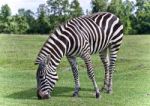 Beautiful Background With A Zebra Eating The Grass Stock Photo