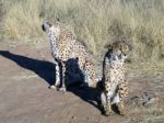 Cheetah In Namibia Stock Photo