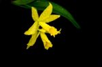 Yellow Cattleya Orchid Stock Photo