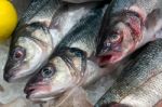 European Seabass (dicentrarchus Labrax) For Sale Stock Photo