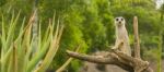 One Meerkat Looking Around Stock Photo