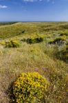 Algarve Countryside Hills With Yellow Bushes In Spring Stock Photo