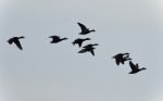 Picture With A Group Of Ducks Flying In The Sky Stock Photo