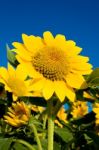 Beautiful Sunflower Against Blue Sky Stock Photo