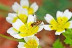 Hoverfly On A Yellow Flower Stock Photo