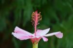 Hibiscus Stock Photo