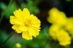 Yellow Cosmos Flower (cosmos Sulphureus) Stock Photo