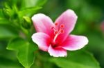 Hibiscus Stock Photo