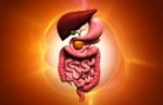 Human Digestive System Stock Photo