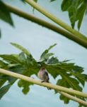 Caribbean Elaenia Stock Photo