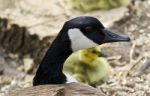 Beautiful Isolated Picture Of A Young Family Of Canada Geese Stock Photo