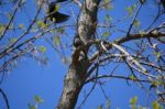 One Bird In Tree And One Coming In For A Landing Stock Photo