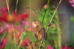 Birds In Nature Stock Photo