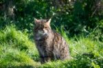 European Wildcat (felis Silvestris Silvestris) Stock Photo