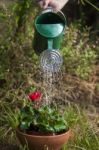 Watering Flower With Can Stock Photo