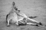 Kangaroo Outside During The Day Stock Photo