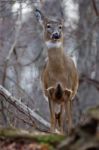 Image With A Deer Listening Some Noise Stock Photo