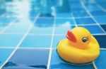 Duck Pool Stock Photo