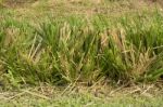 Vetiver Grass Or Vetiveria Zizanioides Stock Photo