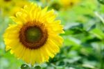 Sunflower Or Helianthus Annuus In The Farm Stock Photo