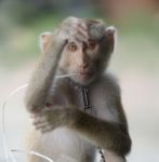 Monkey Stock Photo