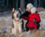 Little Girl And Big Dog Stock Photo