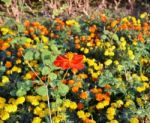 Red Cosmos Flowers Garden Stock Photo