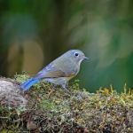 Female Red-flanked Bluetail Stock Photo