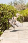 Great Blue Heron Stock Photo