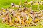 Iguanas At The Iguana Park In Downtown Of Guayaquil, Ecuador Stock Photo