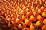 Pumpkins On Pumpkin Patch Stock Photo