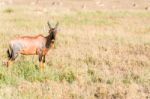 Impala Antelope In Africa Stock Photo