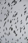 Large Flock Of Seagulls Stock Photo