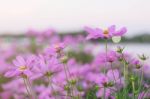 Pink Cosmos With Refreshing Stock Photo