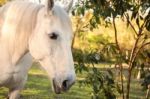 Horse In The Paddock Stock Photo