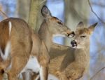 Beautiful Funny Photo Of A Pair Of The Cute Wild Deers Licking Each Other Stock Photo