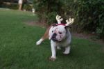 English Bulldog Run On The Park Stock Photo