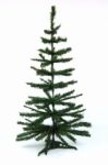 Pine Tree Stock Photo