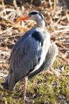 The Grey Heron Stock Photo