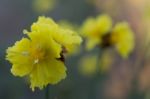 
Xyridaceae Beautiful Field Full Of Yellow Macro For Details Stock Photo