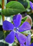 Vinca Major Stock Photo