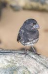 Ground Finch Bird On Santa Cruz Island In Galapagos Stock Photo