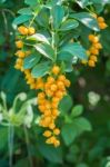 Golden Dew Drop (duranta Repens L.) Stock Photo