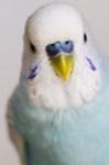 Common Pet Parakeet Stock Photo