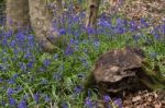 Bluebells In Staffhurst Woods Near Oxted Surrey Stock Photo