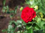 Bright Red Rose Closeup Stock Photo