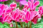 Pink White Cyclamen Flower In Garden Stock Photo