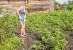 Young Woman Weeding Hoe Potatoes Stock Photo