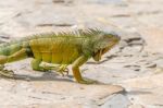 Iguanas At The Iguana Park In Downtown Of Guayaquil, Ecuador Stock Photo